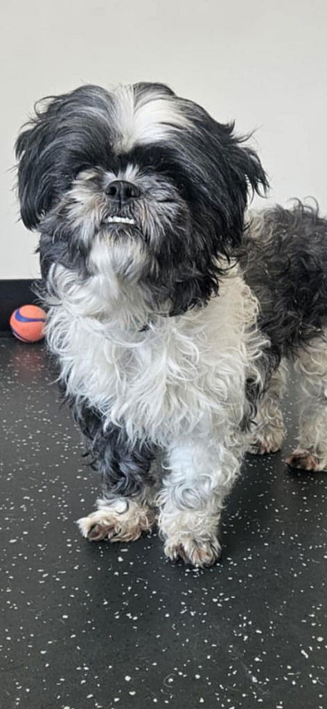 Oreo - Shih Tzu