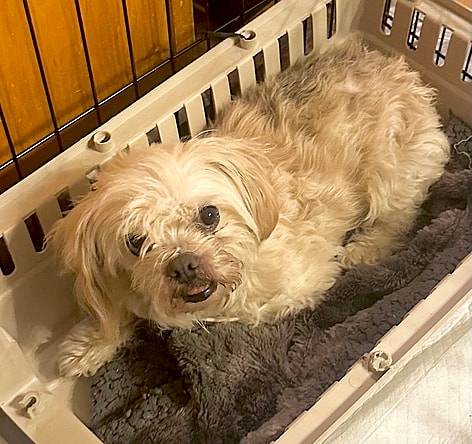 HATTIE - NDS 2 wk foster