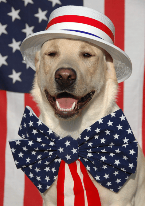 Old Man Names For Dogs & Old Lady Names For Dogs