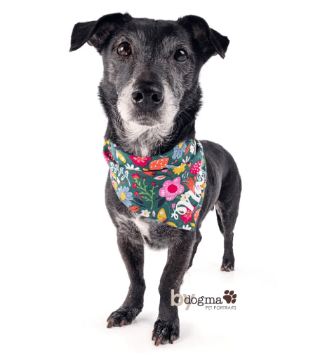 Dachshund Surrendered to Shelter Months Ago Won’t Stop Longing for a Forever Home
