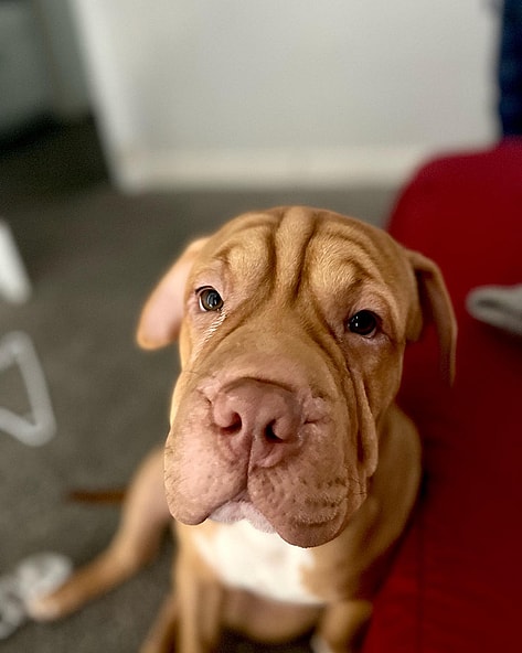 Broskii the pit pei