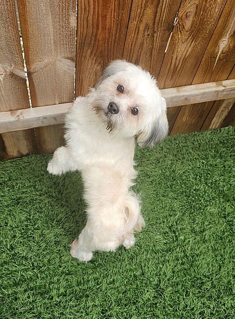 Meemo- NO MORE APPLICATIONS PLEASE! - Maltese