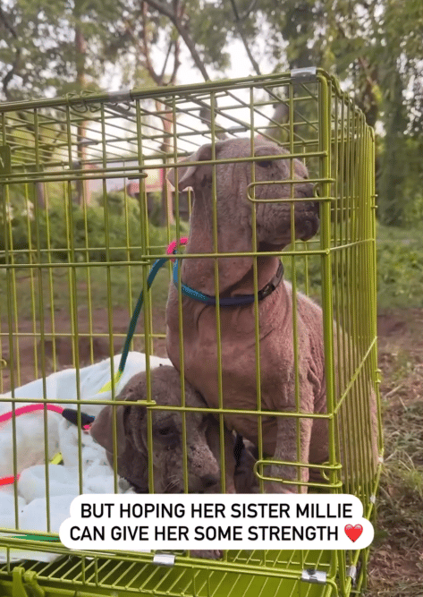 Rescuers Hear Crying From Bushes; They Weren't Expecting THIS When They Pull Back Underbrush