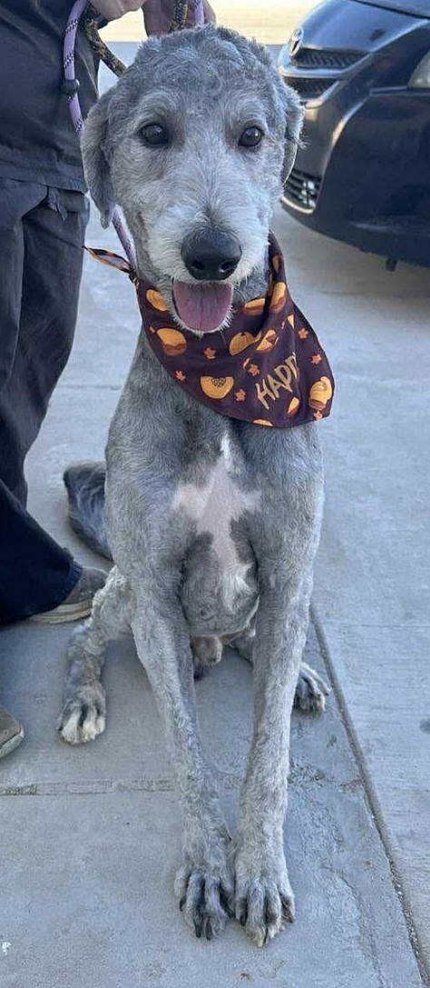 SPONSOR OR FOSTER ME - Bear - Poodle (Standard)