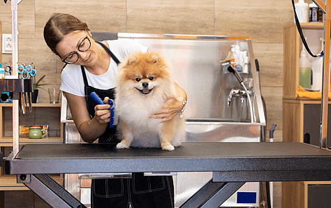 Pomeranian Shaving