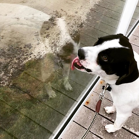 Agnus licking the glass
