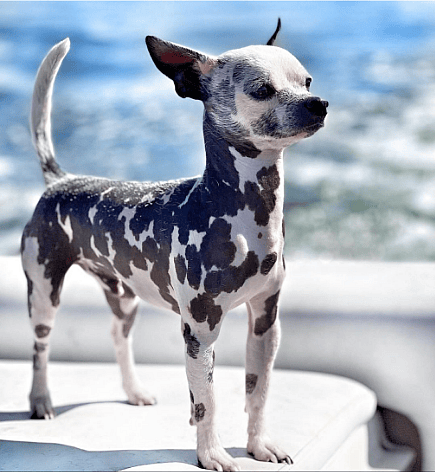 Noche the Hairless Chihuahua