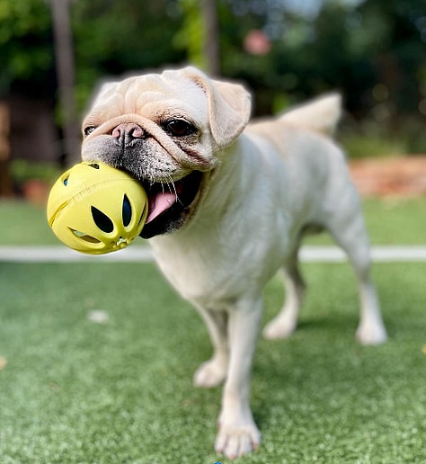 A white pug