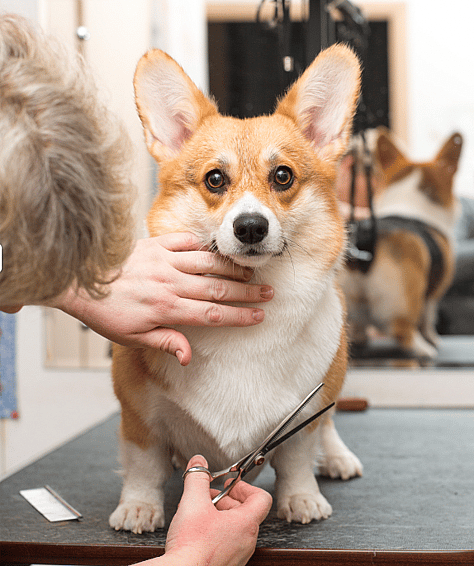 corgi grooming