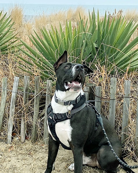 Zero The black and white pitbull