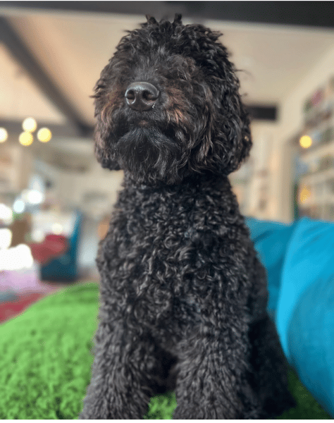 Barbet