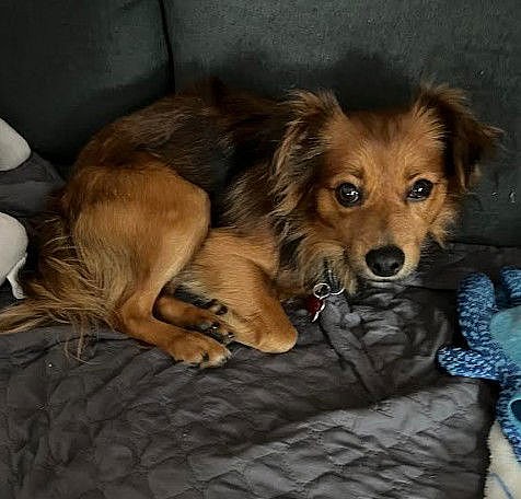 Nick - Chihuahua