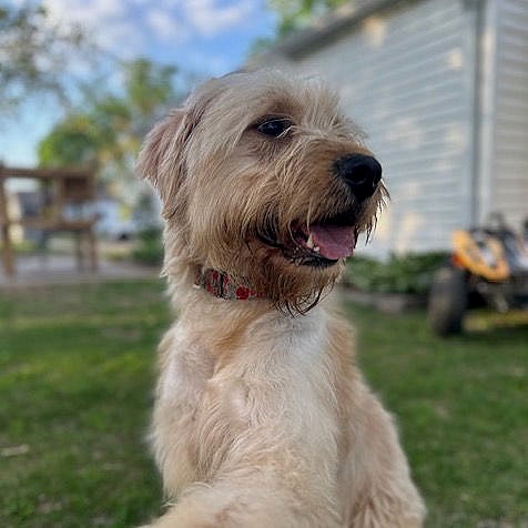 Henry - Golden Retriever