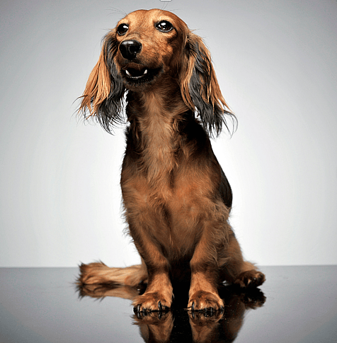 Long-Haired Dachshund