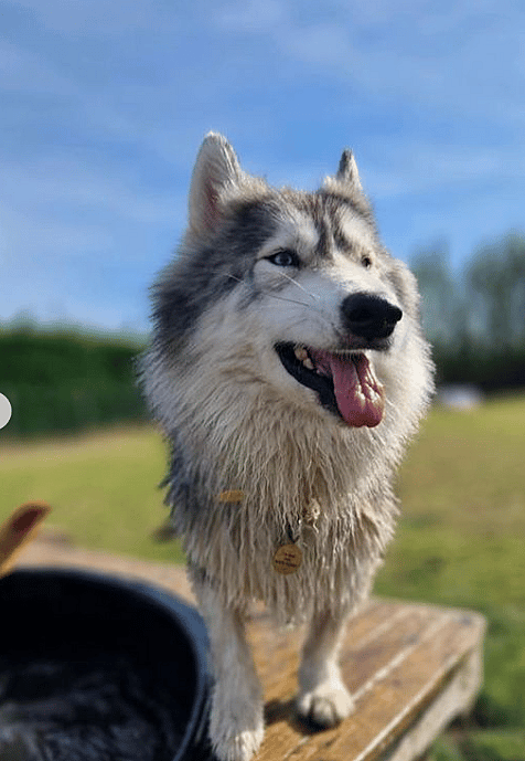 Dwarfism In Dogs