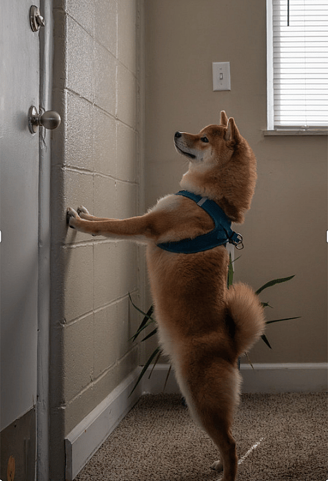 Dog wearing a harness at home