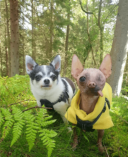 GG the Hairless Chihuahua