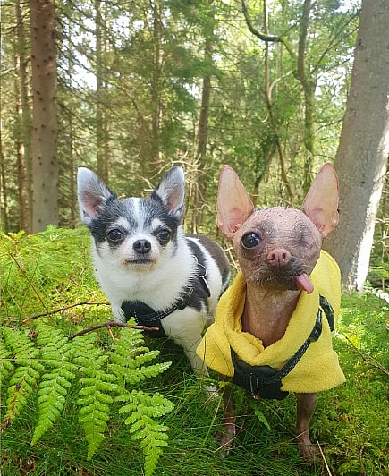 GG the Hairless Chihuahua