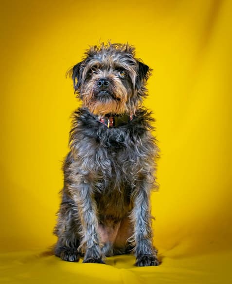 Seymour the Pugapoo