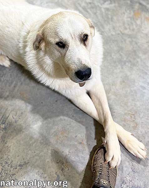 Dorian in AL - Calm, Sweet & Very Affectionate!