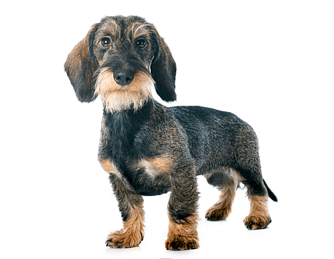 A Wire-haired dachshund - Do Dachshunds Shed