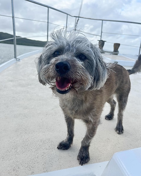 Introducing the Jackapoo: A Poodle Hybrid with a Memorable Moniker