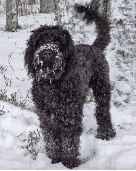 Barbet