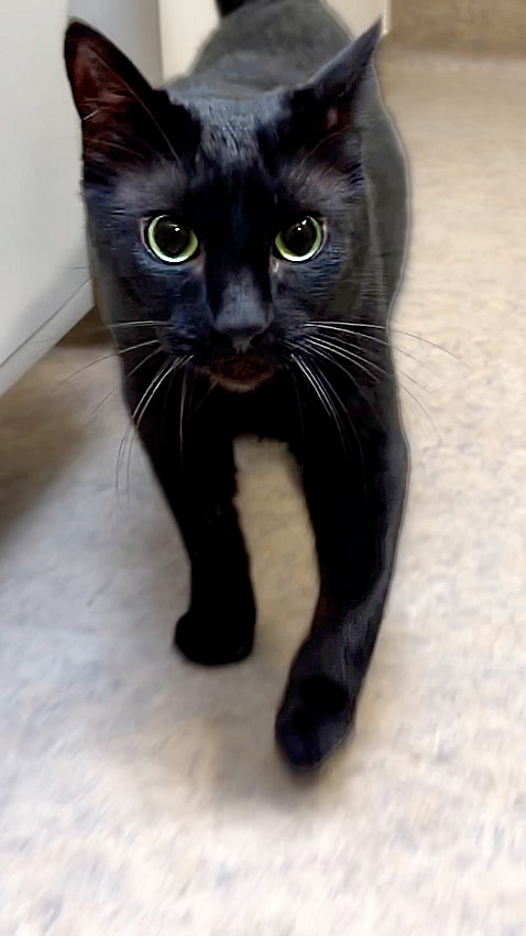 Black cat