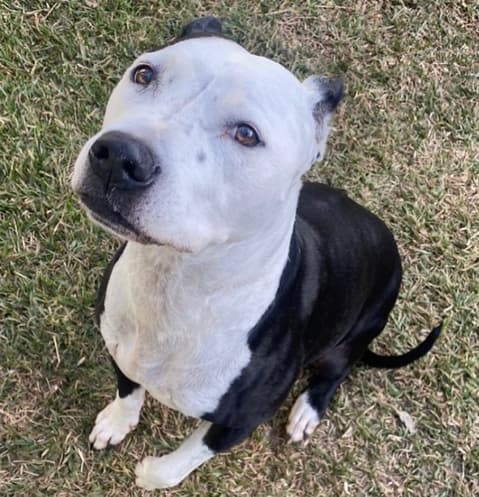 Jack, The black and white pitbull