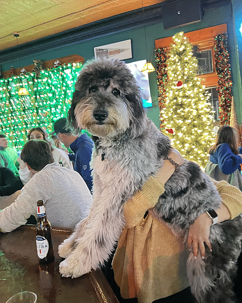 Zola the Blue Merle Aussiedoodle