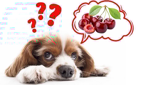 Can dogs eat cherries?