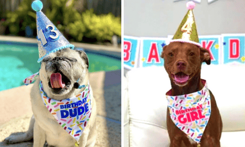Watch: Italian Greyhound’s Fabulous 1st Birthday Party in all Pink Will Give You Major FOMO!