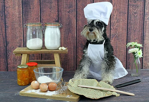 doggy pancake chef