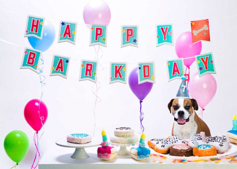 Watch: Italian Greyhound’s Fabulous 1st Birthday Party in all Pink Will Give You Major FOMO!
