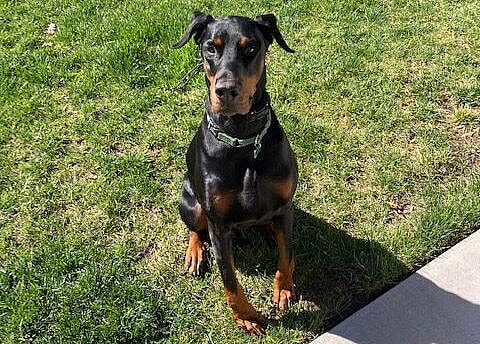 Sarge