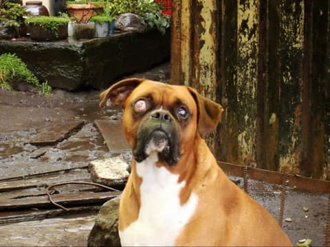 brown dog with severe glaucoma