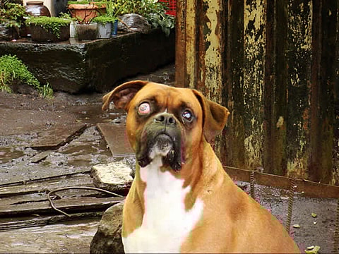 brown dog with severe glaucoma