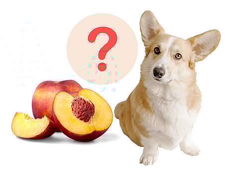 can dogs eat peaches