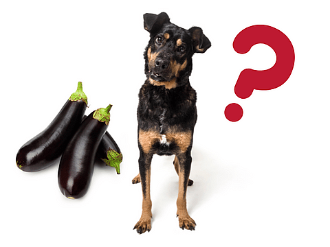 can dogs eat eggplant?
