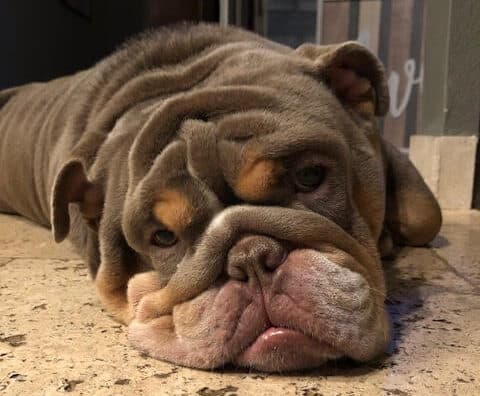 Ozzie the Chunky Bulldog is up for Adoption - Rocky Kanaka