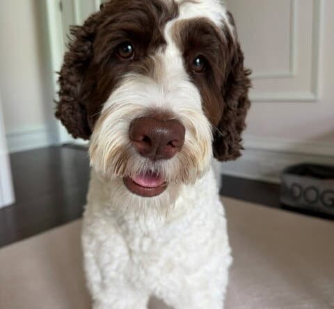 LADY LOLLIPOP - Poodle (Standard)