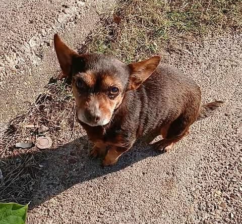Reda - Chihuahua