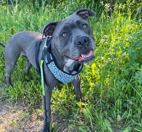 Pyper - Pit Bull Terrier
