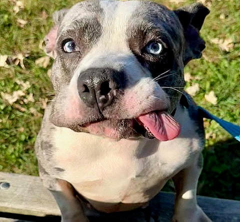 Star - American Pit Bull Terrier