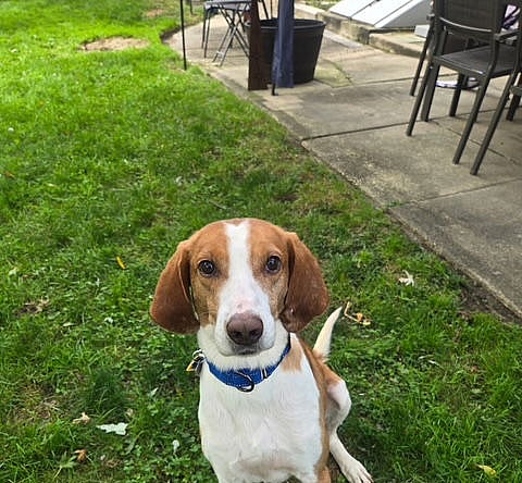 Pistachio - Handsome Hound! - Hound
