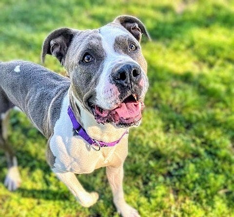 Hudson - Pit Bull Terrier