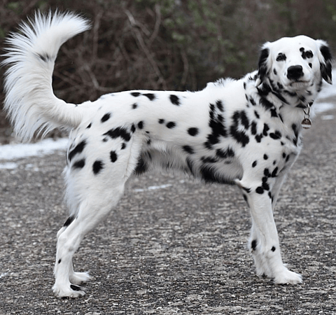 A long-haired dalmatians