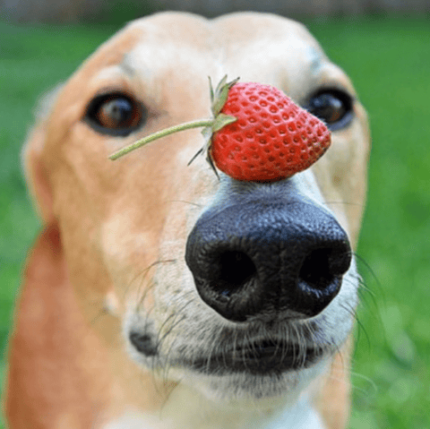 can dogs eat strawberries