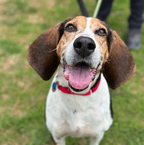 Sadie SCAS - Hound