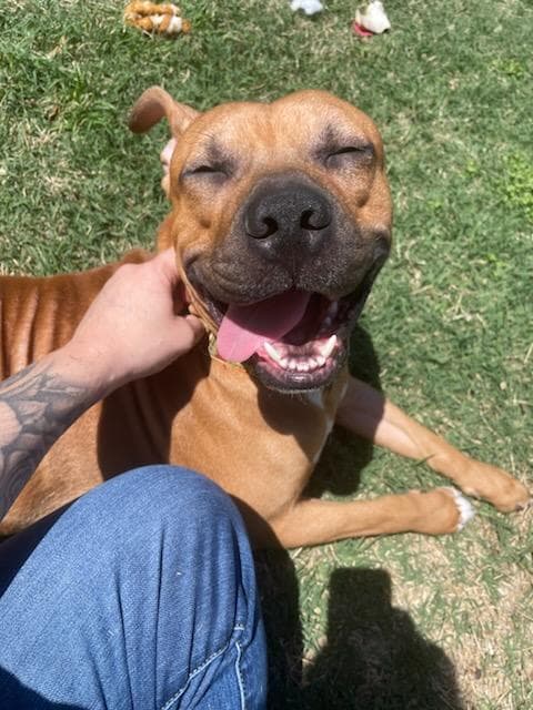 Harley